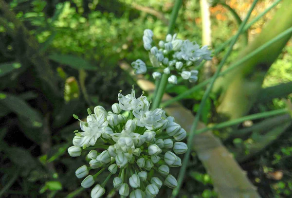 Close Van Uienbloemen Buiten Mannelijke Vrouwelijke Delen Zichtbaar — Stockfoto