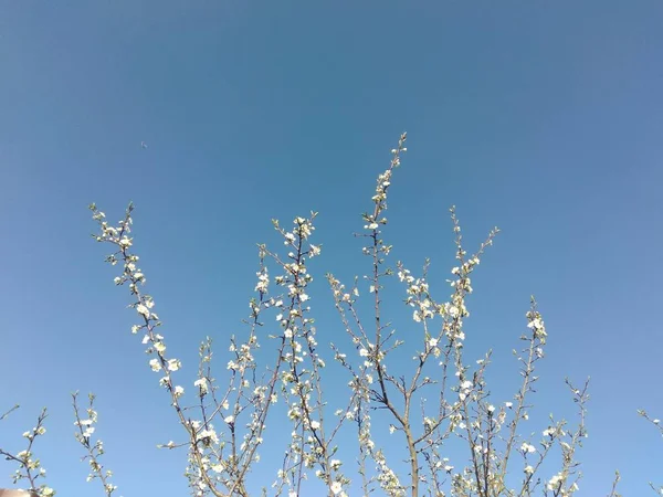 春にリンゴの木を咲かせ — ストック写真