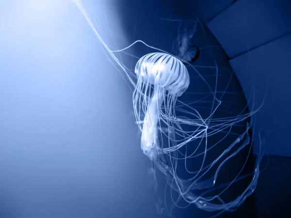 Poisionous Jellyfish Japanese Sea Nettle Chrysaora Pacifica Neonowy Efekt Świetlny — Zdjęcie stockowe