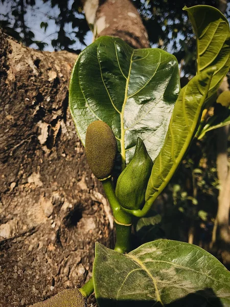 Jackfruit Bocciolo Jackfruit Piccolo Jackfruit Alla Luce Naturale Del Sole — Foto Stock
