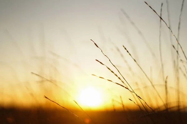 Coucher Soleil Dans Champ Gros Plan Photos De Stock Libres De Droits