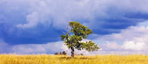 Ein Einsamer Baum Auf Einem Feld — Stockfoto