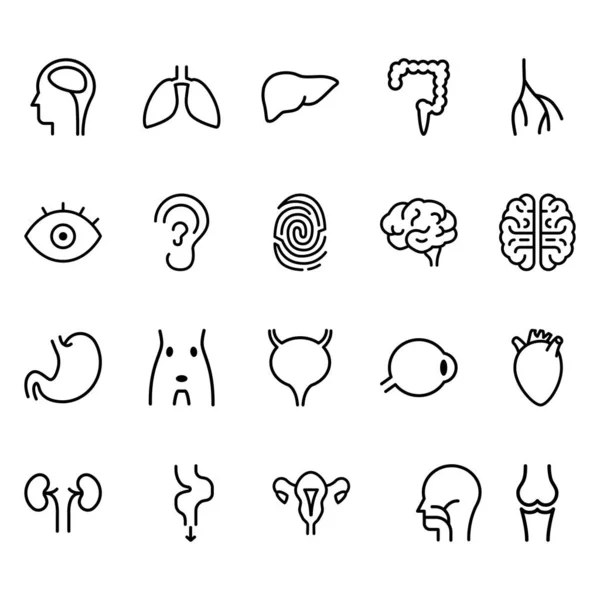 Simple Set Body Parts Line Related Vector Icons Contains Icons — 스톡 벡터