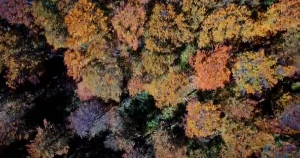 Aerial, Hermosos colores otoñales en Velebit, Croacia - Versión graduada y estabilizada . — Vídeos de Stock