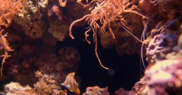 Butterflyfish Copperband e camarão de fogo - Chelmon rostratus e Lysmata Debelius — Vídeo de Stock