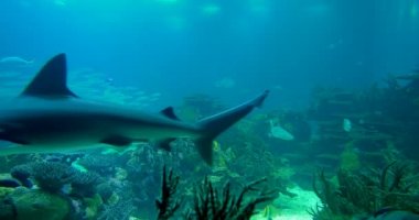 Tam ekran kum köpekbalığı - Carcharhinus Plumbeus