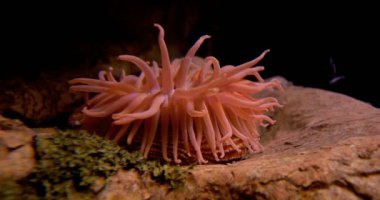 Beyaz benekli Rose Anemone - Urticina lofotensis