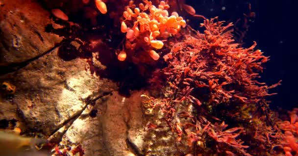 Farklı bitki ve Balık Akvaryum arka plan — Stok video