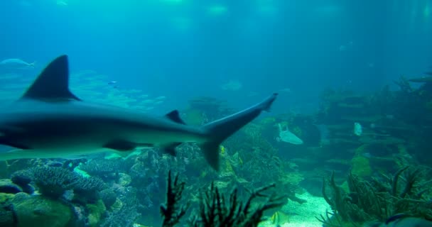 Teljes képernyős Sandbar cápa - Carcharhinus Plumbeus — Stock videók