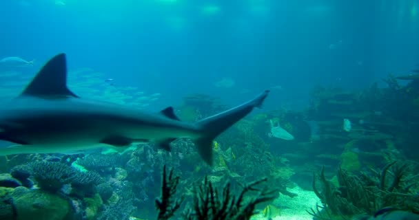 Vollbild-Sandbank-Hai - Carcharhinus plumbeus — Stockvideo