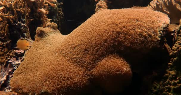 Tiburón de barra de arena de pantalla completa - Carcharhinus Plumbeus — Vídeos de Stock