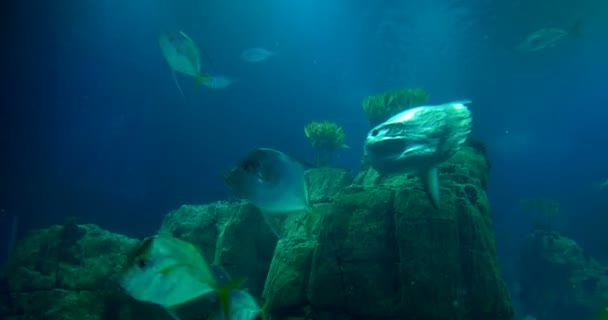 Lookdowns e um Sunfish em torno de um recife — Vídeo de Stock