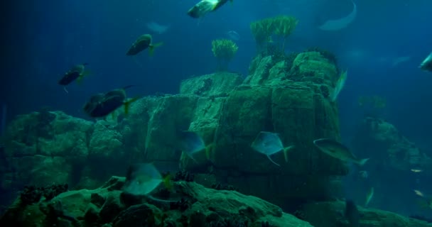 很多的"Lookdowns"周围礁-塞勒涅犁骨 — 图库视频影像