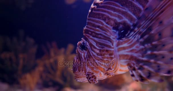 Gewone koraalduivel Closeup - Pterois Volitans — Stockvideo