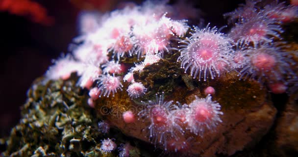 Strawberry Anemone - Corynactis Californica — Stock Video