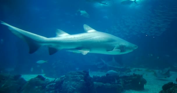 Geweldig, enorm Sandtiger Shark - Carcharias Taurus — Stockvideo