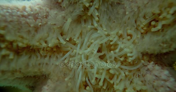 Closeup da cocção de uma estrela do mar vermelha - Echinaster Sepositus — Vídeo de Stock