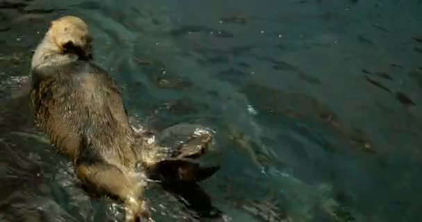 Bonito mar lontras ter diversão e jogar — Vídeo de Stock