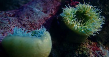 Sandy Anemone - Bunodactis Reynaudi