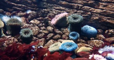 Sandy Anemone - Bunodactis Reynaudi