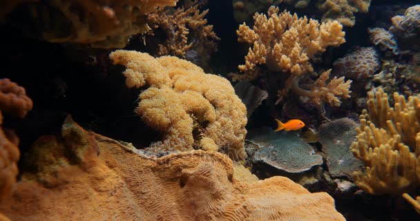 Frogspawn koraal en andere koralen en anemonen — Stockvideo