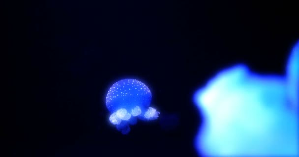 素晴らしい Closeup Of Blue Glowing White-Spotted クラゲ - Phyllorhiza イワヒメワラビ — ストック動画