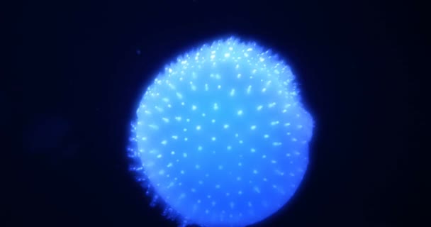 Wonderful Closeup Of Blue Glowing White-Spotted Jellyfish - Phyllorhiza punctata — Stock Video