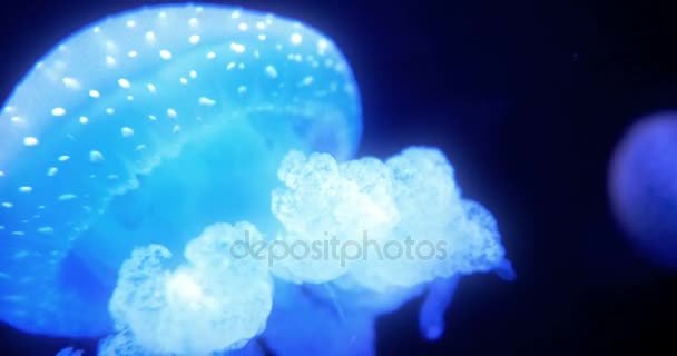 Nádherné Closeup Of Blue Glowing White-Spotted medúzy - Phyllorhiza punctata — Stock video