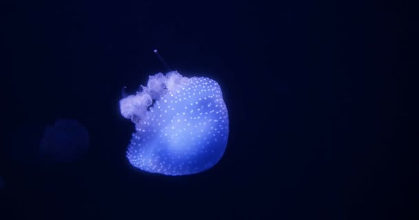 Harika Closeup Of Blue Glowing White-Spotted denizanası - Phyllorhiza punctata — Stok video