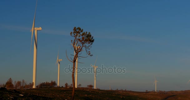 Varios molinos de viento en una central eléctrica, Portugal — Vídeo de stock