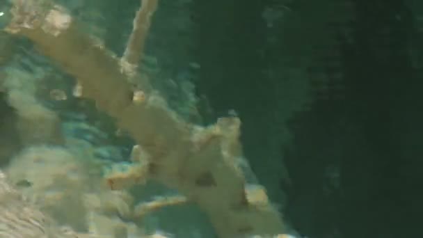 Мамонтів Хот-Спрінгс, Єллоустоунський національний парк, США — стокове відео