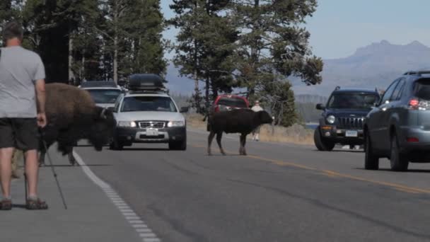 Bisons In Yellowstone National Park, Estados Unidos — Vídeo de stock