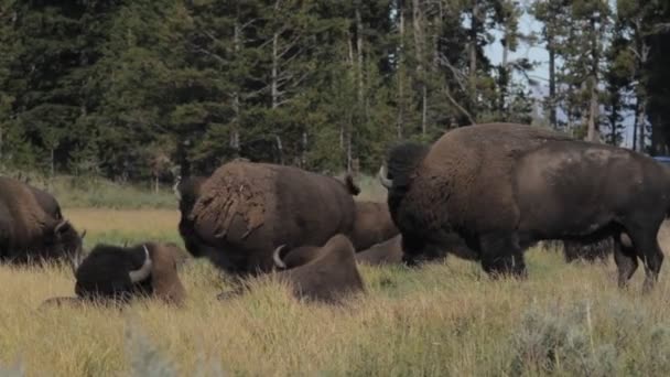 Бизоны в Йеллоустоунском национальном парке, США — стоковое видео