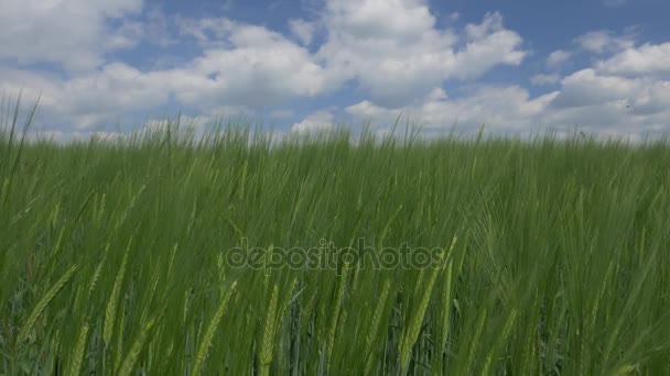 Gros plan sur Long Gras et ciel nuageux 180 ips SlowMo 