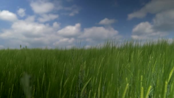 Pan gauche à droite le long de High Gras - Gros plan — Video