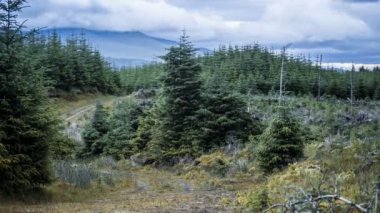 Zaman atlamalı, Forrest Trossachs Milli Parkı, İskoçya'da üzerinde Stormclouds