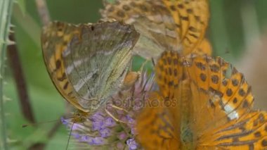 Kaisermantel - Argynnis Paphia - tereyağlı Closeup, Slowmo
