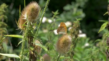 Kaisermantel - Argynnis Paphia - tereyağlı Closeup, Slowmo