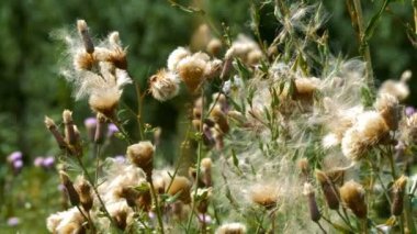 Kratzdistel - Cirsium Arvense