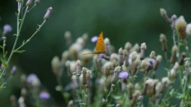 Kaisermantel - Argynnis Paphia - tereyağlı Closeup, Slowmo