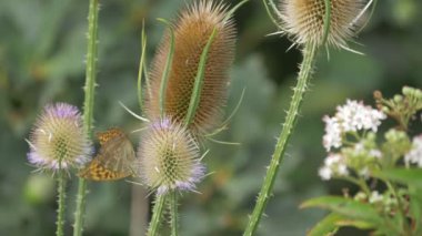 Kaisermantel - Argynnis Paphia - tereyağlı Closeup, Slowmo