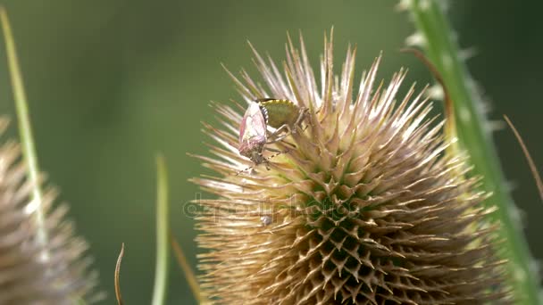 Beerenwanze, Dolycoris Baccarum, Closeup - Native versie, direct uit de cam. Getrapte versie ook beschikbaar — Stockvideo