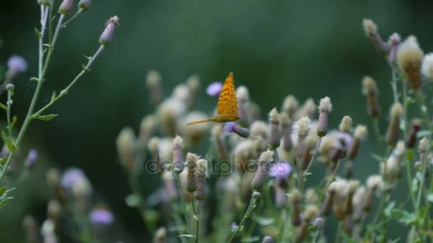 Kaisermantel Butterly - Argynnis Paphia - Primer plano, Slowmo — Vídeos de Stock