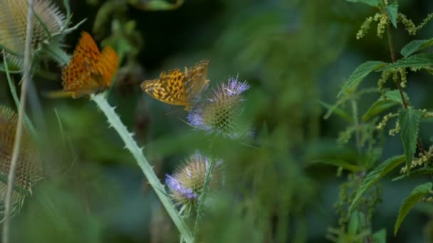 Kaisermantel Butterly - Argynnis Paphia - Closeup, Slowmo — Vídeo de Stock