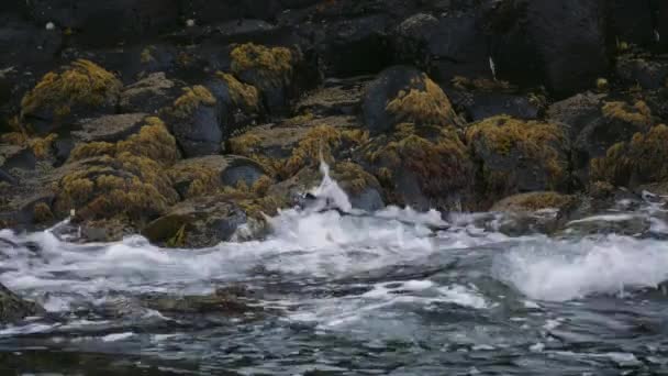 Carrick A Rede - Salpicaduras de agua contra piedras cubiertas de algas, Irlanda del Norte - Versión graduada — Vídeo de stock