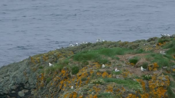 海鸥在北爱尔兰-Larrybane 石分级版本 — 图库视频影像