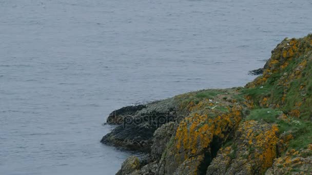海鸥在北爱尔兰-Larrybane 石分级版本 — 图库视频影像