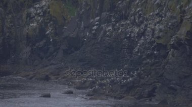 Martılar, Carrick-A-Rede halat köprü bakış, Kuzey İrlanda - yerli versiyonu, gerçek 200fps Slowmo sürüsü