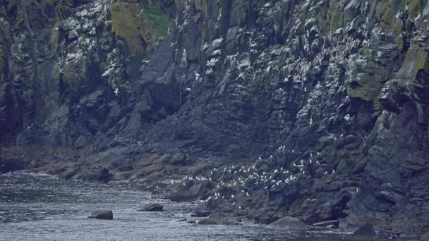 Stormo di gabbiani, Carrick-A-Rede Rope Bridge Viewpoint, Irlanda del Nord - Versione graduata — Video Stock