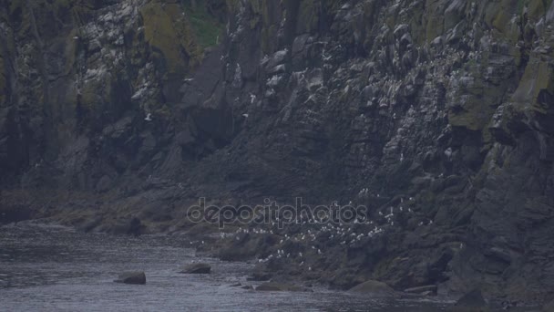 海鸥群, carrick-a-rede 绳索桥视点, 北爱尔兰-本机版本, real 200fps 千瓦千瓦 — 图库视频影像